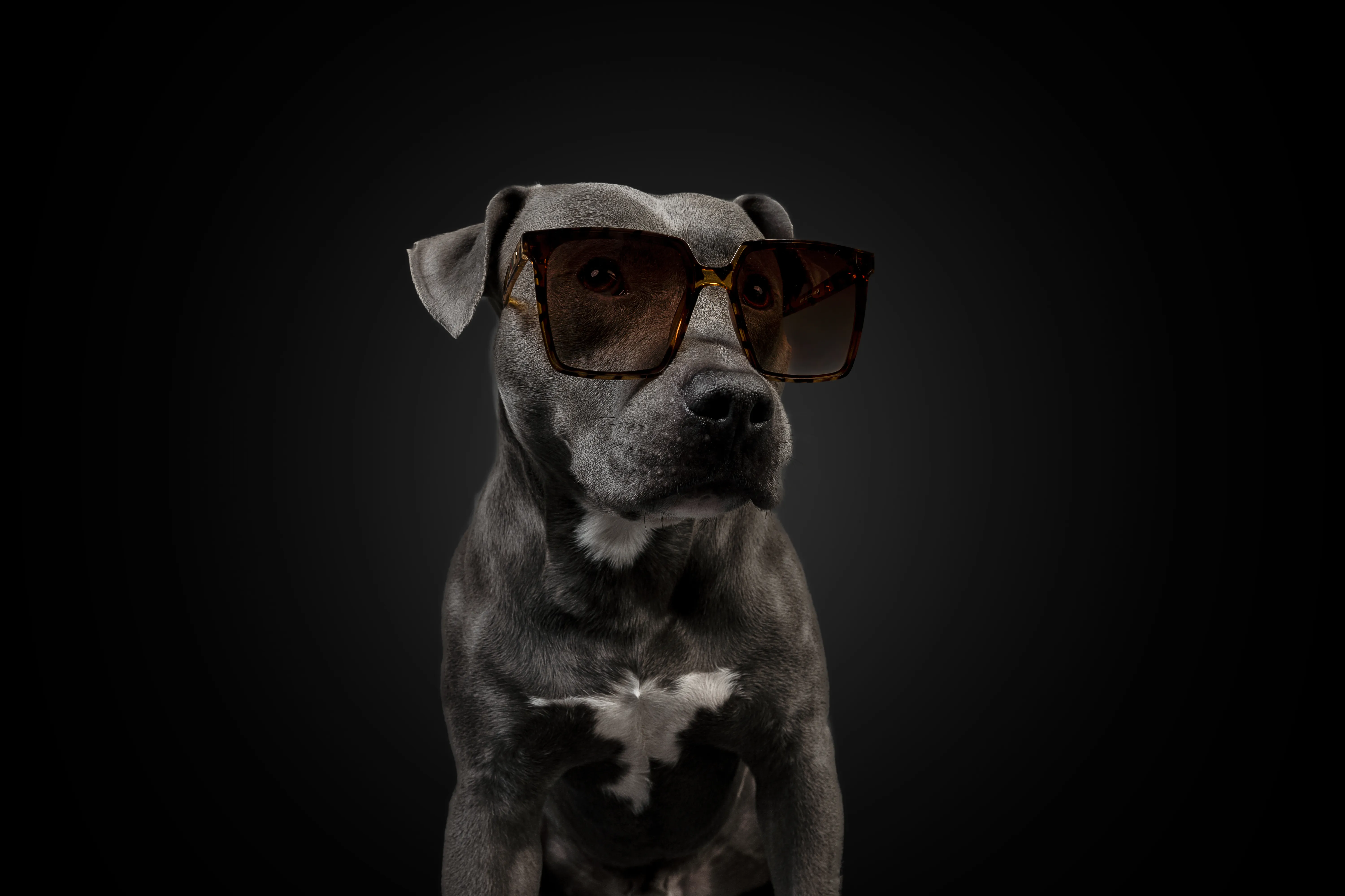 Hundefotografie Shooting - Emotionale Momente mit Vierbeinern